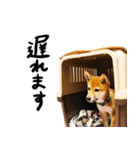 カモさん家の茶太郎くん（個別スタンプ：2）