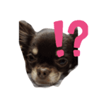 PETペット（個別スタンプ：2）