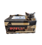 PETペット（個別スタンプ：3）