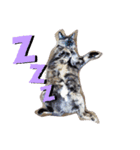PETペット（個別スタンプ：4）