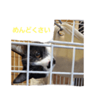 PETペット（個別スタンプ：6）