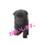 PETペット（個別スタンプ：7）