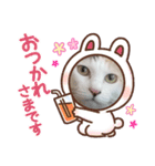 アーユルキャット4（個別スタンプ：3）