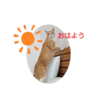 アーユルキャット4（個別スタンプ：7）