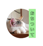 アーユルキャット4（個別スタンプ：9）