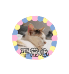 アーユルキャット4（個別スタンプ：10）