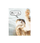 アーユルキャット4（個別スタンプ：13）