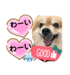 ポメポメちゃん仲間達 ❷ 2020（個別スタンプ：2）