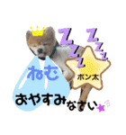 ポメポメちゃん仲間達 ❷ 2020（個別スタンプ：3）
