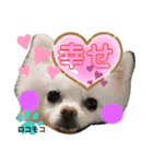 ポメポメちゃん仲間達 ❷ 2020（個別スタンプ：4）