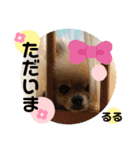 ポメポメちゃん仲間達 ❷ 2020（個別スタンプ：6）