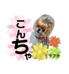 ポメポメちゃん仲間達 ❷ 2020（個別スタンプ：7）