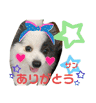 ポメポメちゃん仲間達 ❷ 2020（個別スタンプ：8）