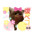 ポメポメちゃん仲間達 ❷ 2020（個別スタンプ：11）