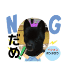 ポメポメちゃん仲間達 ❷ 2020（個別スタンプ：12）