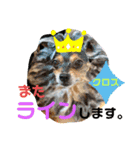 ポメポメちゃん仲間達 ❷ 2020（個別スタンプ：13）