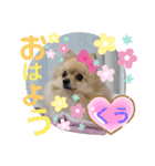 ポメポメちゃん仲間達 ❷ 2020（個別スタンプ：14）