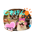 ポメポメちゃん仲間達 ❷ 2020（個別スタンプ：17）