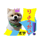ポメポメちゃん仲間達 ❷ 2020（個別スタンプ：19）