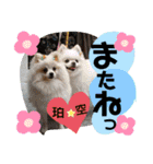 ポメポメちゃん仲間達 ❷ 2020（個別スタンプ：23）