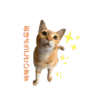 茶トラネコとらたん実写スタンプ☆tora cat（個別スタンプ：1）
