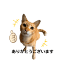 茶トラネコとらたん実写スタンプ☆tora cat（個別スタンプ：2）