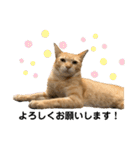 茶トラネコとらたん実写スタンプ☆tora cat（個別スタンプ：5）