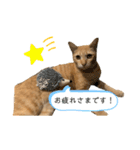 茶トラネコとらたん実写スタンプ☆tora cat（個別スタンプ：6）