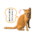 茶トラネコとらたん実写スタンプ☆tora cat（個別スタンプ：8）