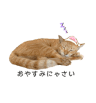 茶トラネコとらたん実写スタンプ☆tora cat（個別スタンプ：9）