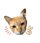 茶トラネコとらたん実写スタンプ☆tora cat（個別スタンプ：10）