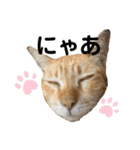 茶トラネコとらたん実写スタンプ☆tora cat（個別スタンプ：11）