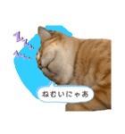茶トラネコとらたん実写スタンプ☆tora cat（個別スタンプ：12）