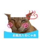 茶トラネコとらたん実写スタンプ☆tora cat（個別スタンプ：16）