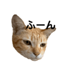 茶トラネコとらたん実写スタンプ☆tora cat（個別スタンプ：17）