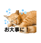 茶トラネコとらたん実写スタンプ☆tora cat（個別スタンプ：18）