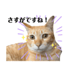 茶トラネコとらたん実写スタンプ☆tora cat（個別スタンプ：20）