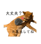 茶トラネコとらたん実写スタンプ☆tora cat（個別スタンプ：21）