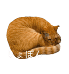 茶トラネコとらたん実写スタンプ☆tora cat（個別スタンプ：24）