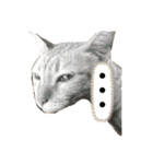 茶トラネコとらたん実写スタンプ☆tora cat（個別スタンプ：25）
