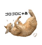 茶トラネコとらたん実写スタンプ☆tora cat（個別スタンプ：26）
