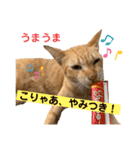 茶トラネコとらたん実写スタンプ☆tora cat（個別スタンプ：27）