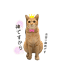茶トラネコとらたん実写スタンプ☆tora cat（個別スタンプ：29）