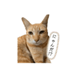 茶トラネコとらたん実写スタンプ☆tora cat（個別スタンプ：30）