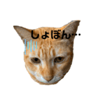 茶トラネコとらたん実写スタンプ☆tora cat（個別スタンプ：31）