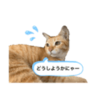 茶トラネコとらたん実写スタンプ☆tora cat（個別スタンプ：32）