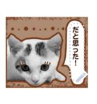 ねこねこしい（個別スタンプ：13）