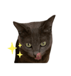 ねこねこスタンプ..（個別スタンプ：2）