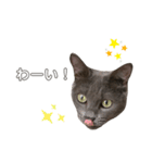 ねこねこスタンプ..（個別スタンプ：3）