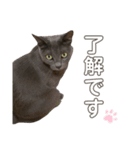 ねこねこスタンプ..（個別スタンプ：5）